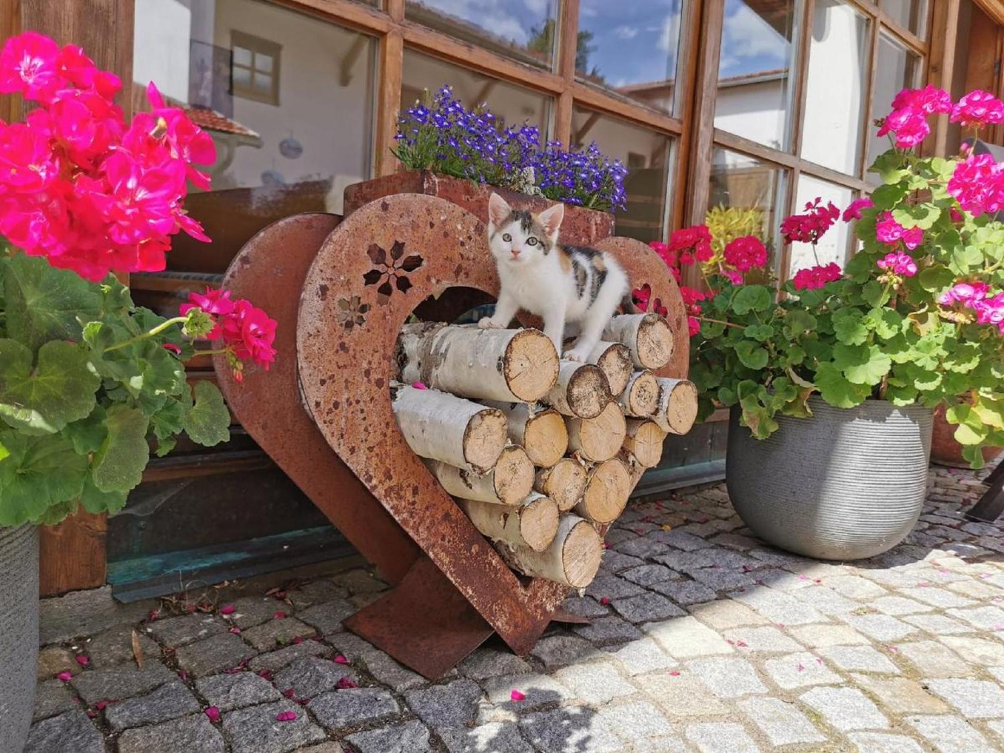 Bauernhof Suesshof Appartement Zwiesel Buitenkant foto